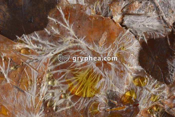 Mycélium feuiiles mortes - gryphea.com